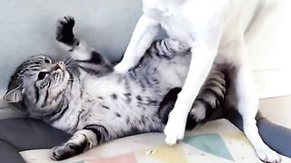 my cat is my favorite 50
