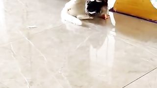 my cat is my favorite 47