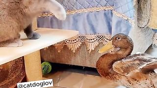 my cat is my favorite 53
