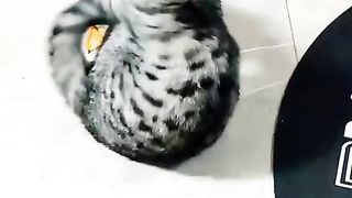 my cat is my favorite 48