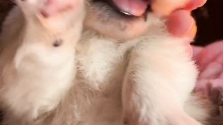 Dogs are not always that big