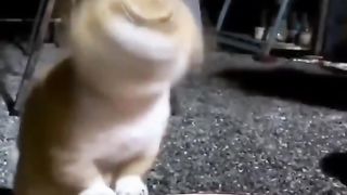 my cat is my favorite 54