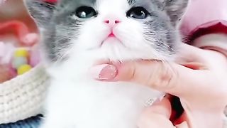 my cat is my favorite 55