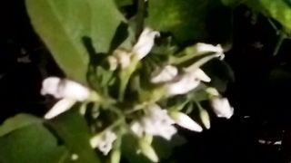 Animal flowers