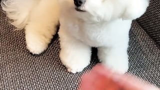 Look at how realistic my little dog is
