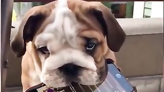 Funniest Animals 2023 - Funniest Cats and Dogs ????????