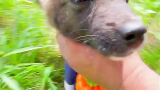 Here comes the little dog