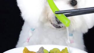 A dog that is not picky about food
