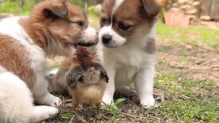 Two mischievous and cute little dogs