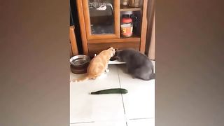 You laugh you LOSE ???? Funniest Cats and Dogs ????????