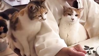Cat Comedy Gold: Watch the Funniest Feline Clips of 2023! 2