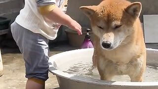 For the little dog bathe