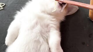 Isn't it too cute