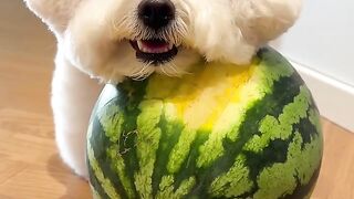 Catch a little dog that loves watermelon