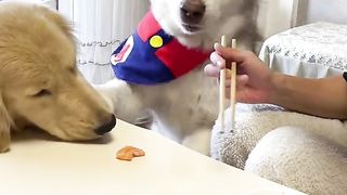 Dogs actually know how to be humble to each other