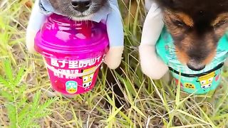 The little dog is feeding again