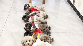 Please enjoy the daily life of Teddy Little Dog.