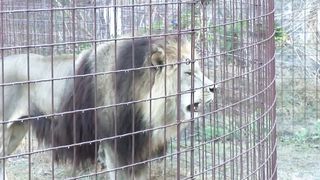 lion roar