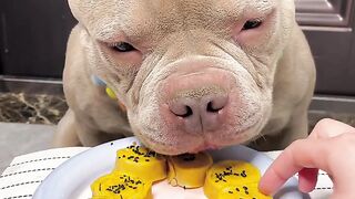 Come and see, this little dog is so edible