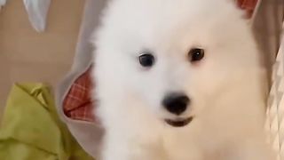 Super cute stupid little dog