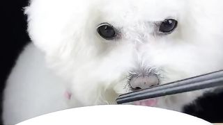 The cutest dog