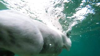 dog swiming in under water