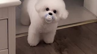 My little dog is so polite
