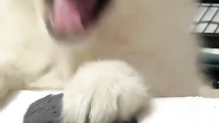 Every time I see a cute stupid little dog, I just want to share it with you for the first time
