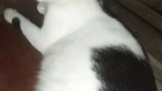 Cute Cat Lovers