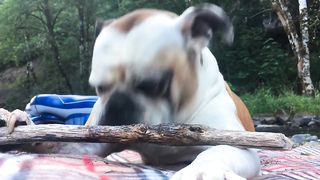 dog eating a wrong thing