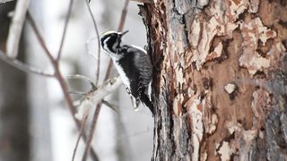 wood packer bird