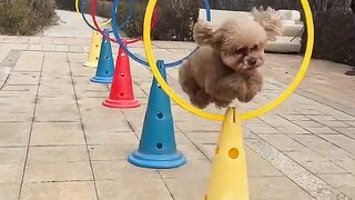 Dog Challenge Continuous Circle