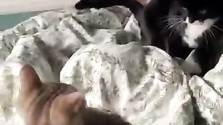CRAZY FUNNY CAT'S