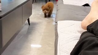 Have you ever seen such a sticky little dog?