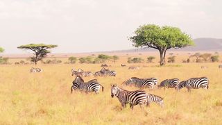 zebra_in Forest