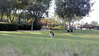 dog run