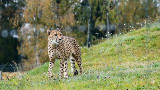 cheetah 2