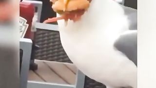 Funny Animals 32