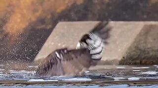 Eagle power 2