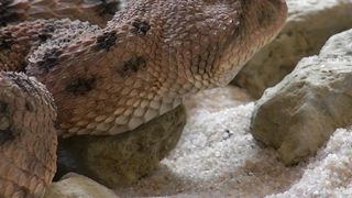 snake 2