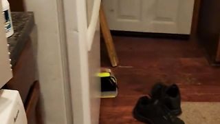 ???? Funny | Canine Connection: How I Get My Dog's Attention... Or Not | FunFM