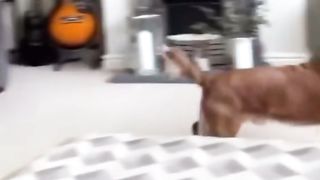 ???? Funny | Furry Shenanigans: When He Thought He Was Home Alone... Red-Pawed! | FunFM