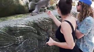 ???? Funny | Mischievous Mischief: Oh, That Damn Monkey! | FunFM
