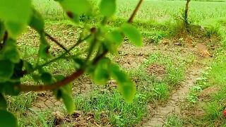 Peaceful Life | Peaceful View | Amazing Nature Scenery | Relaxing Soul