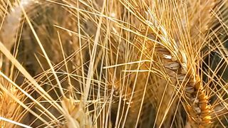 Relax Your Self || Relax Nature || Crops View || Amazing Natural Scenery