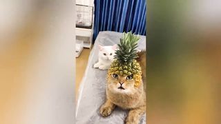 1 Hour Trending Funny Dogs And Cats Videos ???? Funniest Cats and Dogs ???????? 4