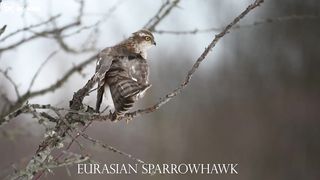 EURASIAN SPARROWHAWK 4k