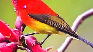 Most Beautiful Birds 27 | Beautiful Nature | Relaxing Video