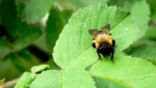 Bumblebee Bee Insects