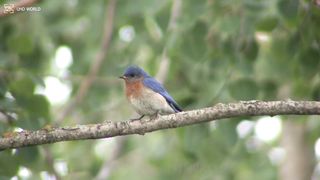 EASTERN BLUEBIRD 4k